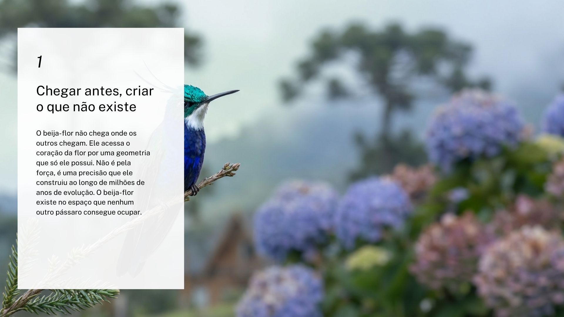 Liége — slide 3: Criador